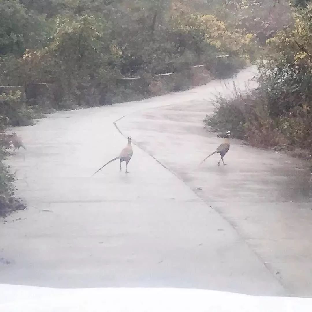 男子吃了四只鸡判刑,男子吃了4只鸡