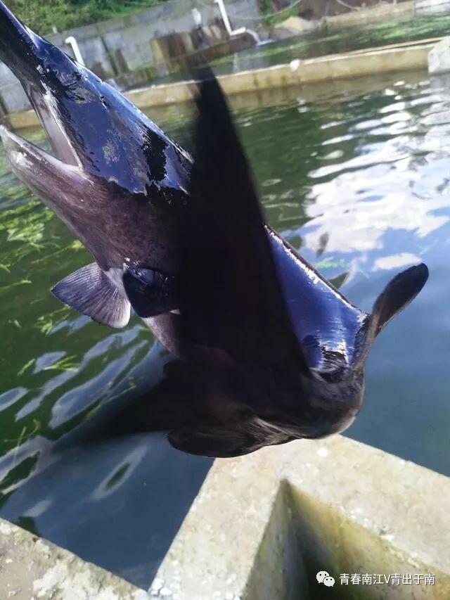 「青春扶贫示范项目」发展特色经济，带领村民致富──巴中市南江县沙坝乡邓小莉创业故事（第9期）