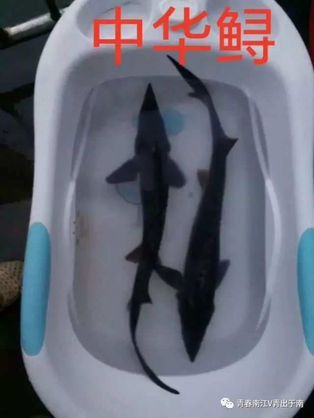 「青春扶贫示范项目」发展特色经济，带领村民致富──巴中市南江县沙坝乡邓小莉创业故事（第9期）