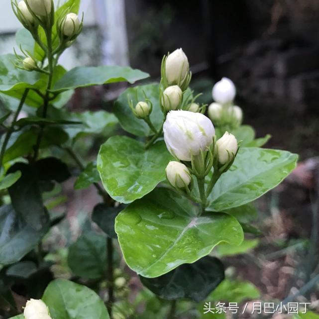 茉莉黄叶掉花苞怎样挽救,茉莉长黄叶黑枝