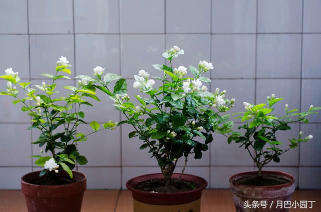 茉莉黄叶掉花苞怎样挽救,茉莉长黄叶黑枝