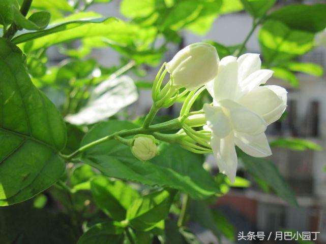 茉莉黄叶掉花苞怎样挽救,茉莉长黄叶黑枝