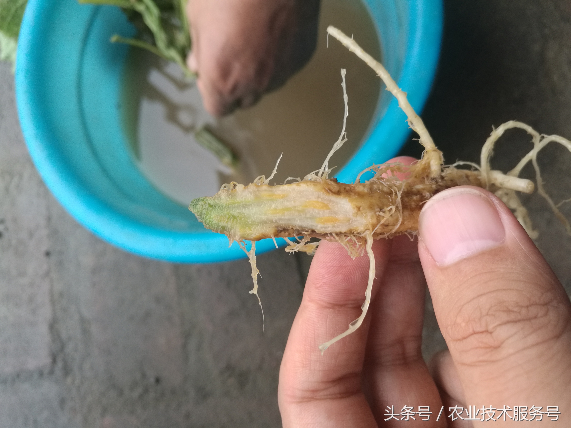 黄瓜枯萎病农业防治,黄瓜萎蔫病应注意事项