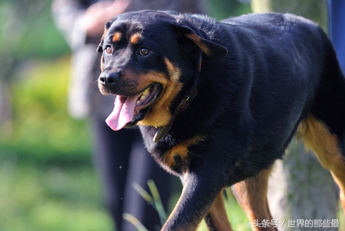 各种类型的藏獒,所有猛犬系列