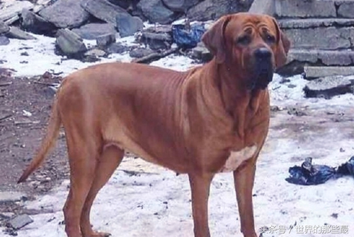 各种类型的藏獒,所有猛犬系列