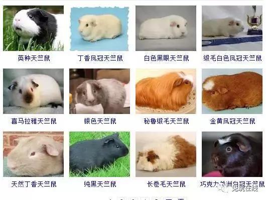 世界上最恶心的10种美食,世界上最恶心最恐怖的美食