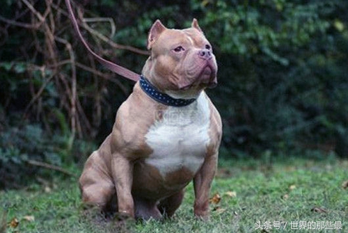 各种类型的藏獒,所有猛犬系列