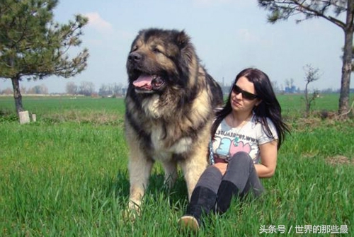 各种类型的藏獒,所有猛犬系列