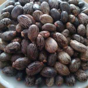 中药蓖麻子拔毒,蓖麻子拔毒