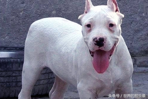 各种类型的藏獒,所有猛犬系列