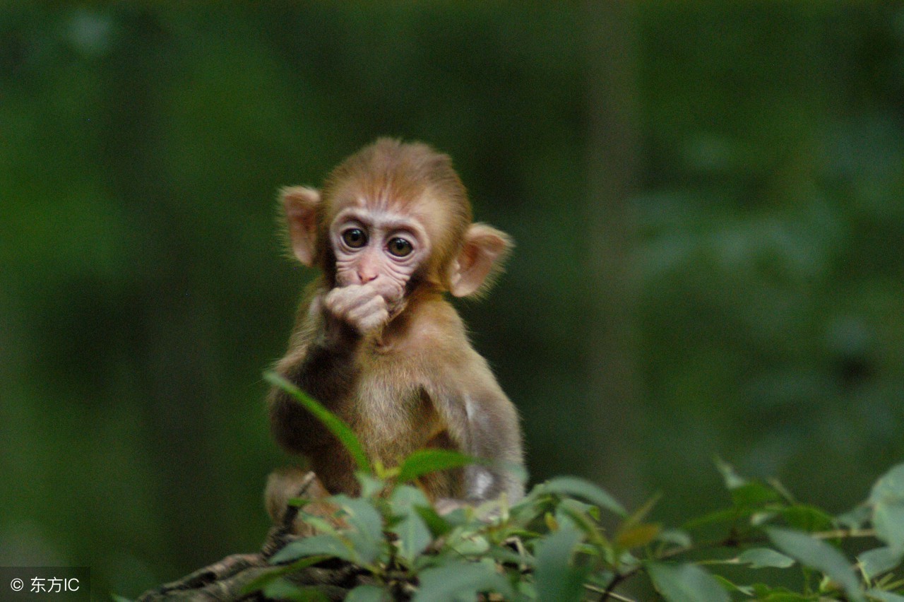 生肖猴2023年每月运势详解,生肖猴2022运势八月份