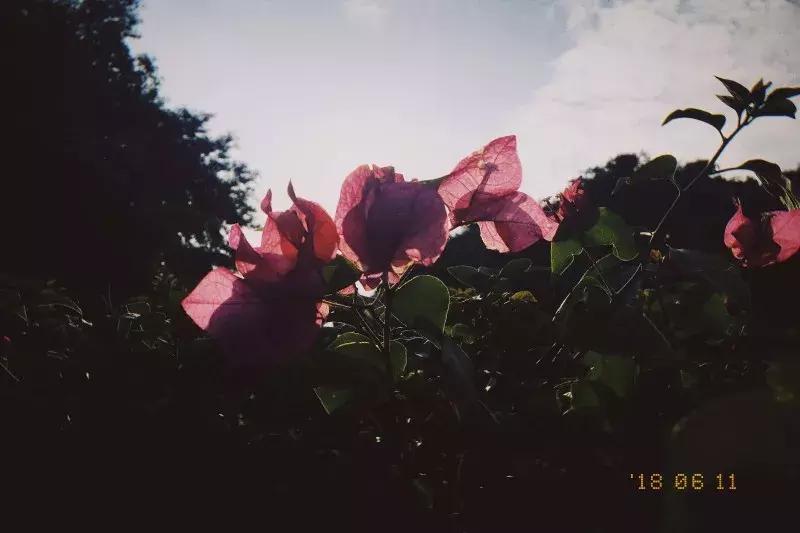 nomo拍立得,nomo拍立得教程