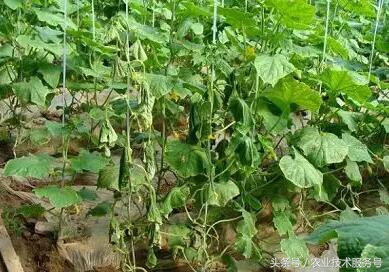 黄瓜枯萎病农业防治,黄瓜萎蔫病应注意事项