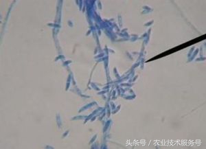 黄瓜枯萎病农业防治,黄瓜萎蔫病应注意事项