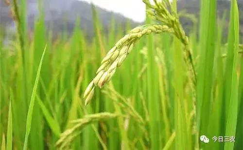 水稻提前抽穗什么原因,水稻不出穗是什么病害