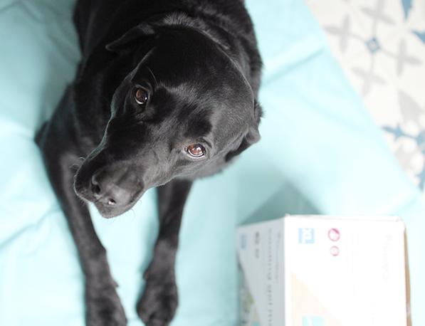 宠物冰垫有市场前景吗,宠物冰垫里面都有啥