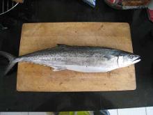 蓝点马鲛鱼横纹马鲛鱼,蓝点马鲛鱼好还是康氏马鲛鱼好