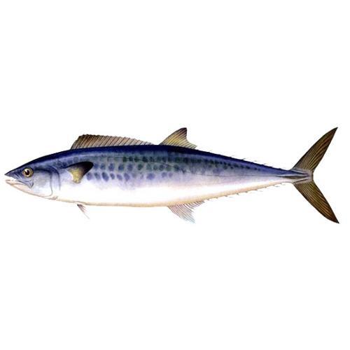 蓝点马鲛鱼横纹马鲛鱼,蓝点马鲛鱼好还是康氏马鲛鱼好