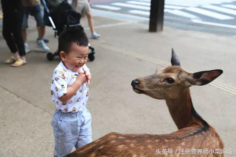 带娃去日本，照着做就对了