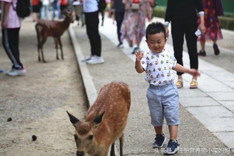 带娃去日本，照着做就对了