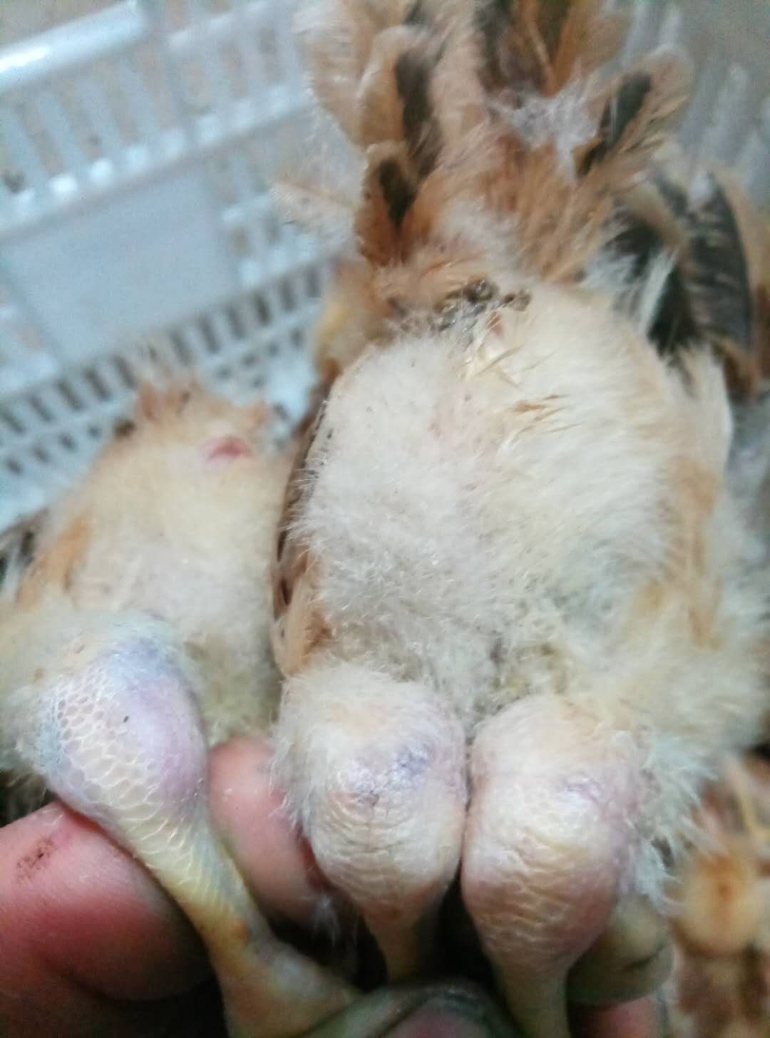 鸡关节肿大用什么药,鸡瘫痪原因