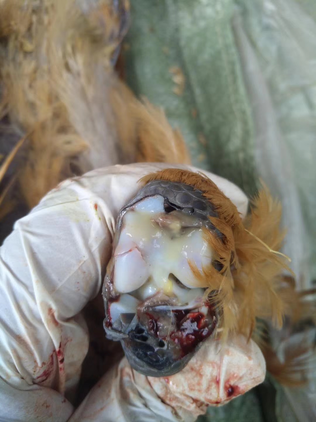 鸡关节肿大用什么药,鸡瘫痪原因