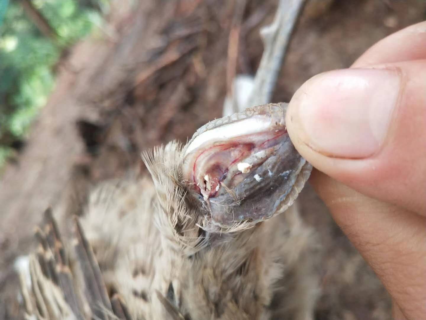 鸡关节肿大用什么药,鸡瘫痪原因
