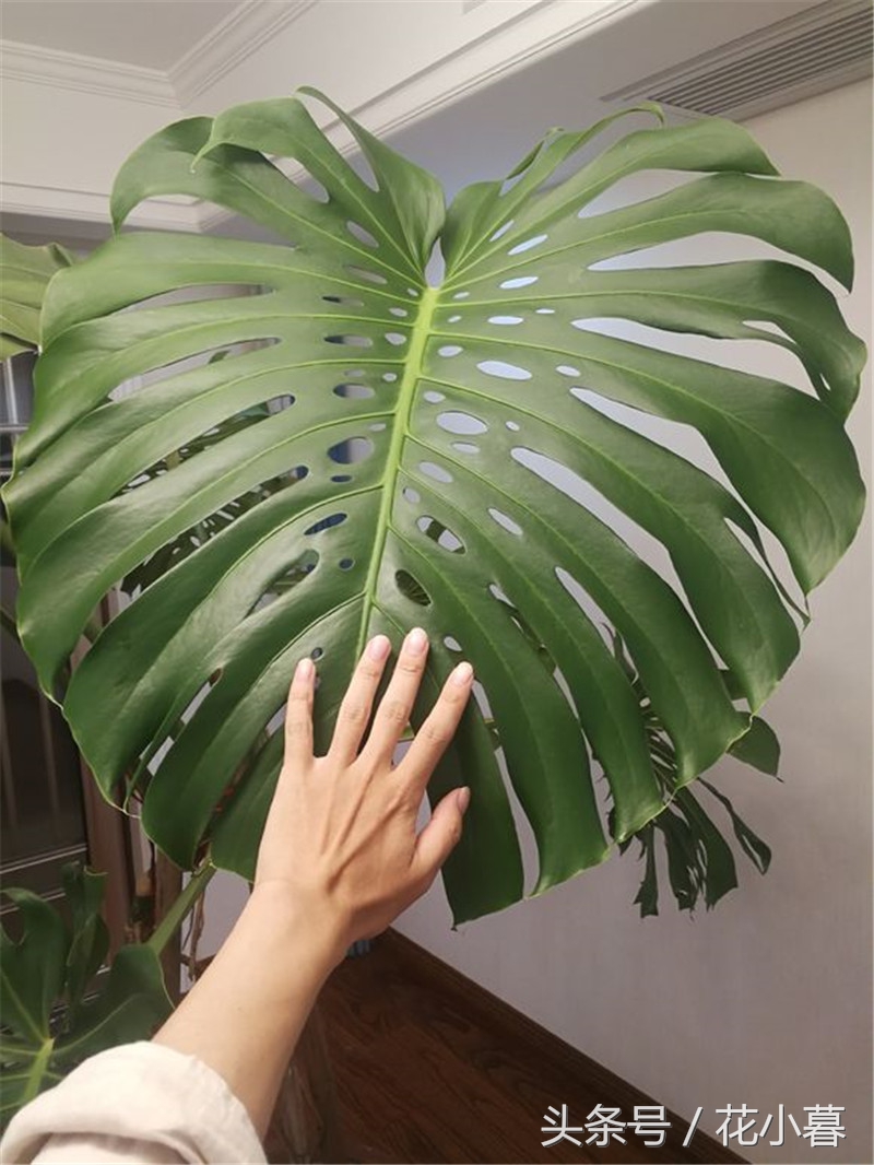 龟背竹的大叶子怎么剪,龟背竹叶子如何剪