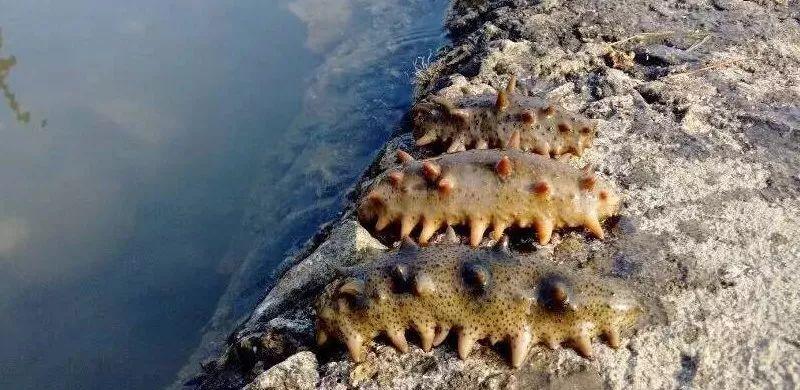 干海参发霉了洗洗还可以吃吗,干海参有点发霉了还能吃吗