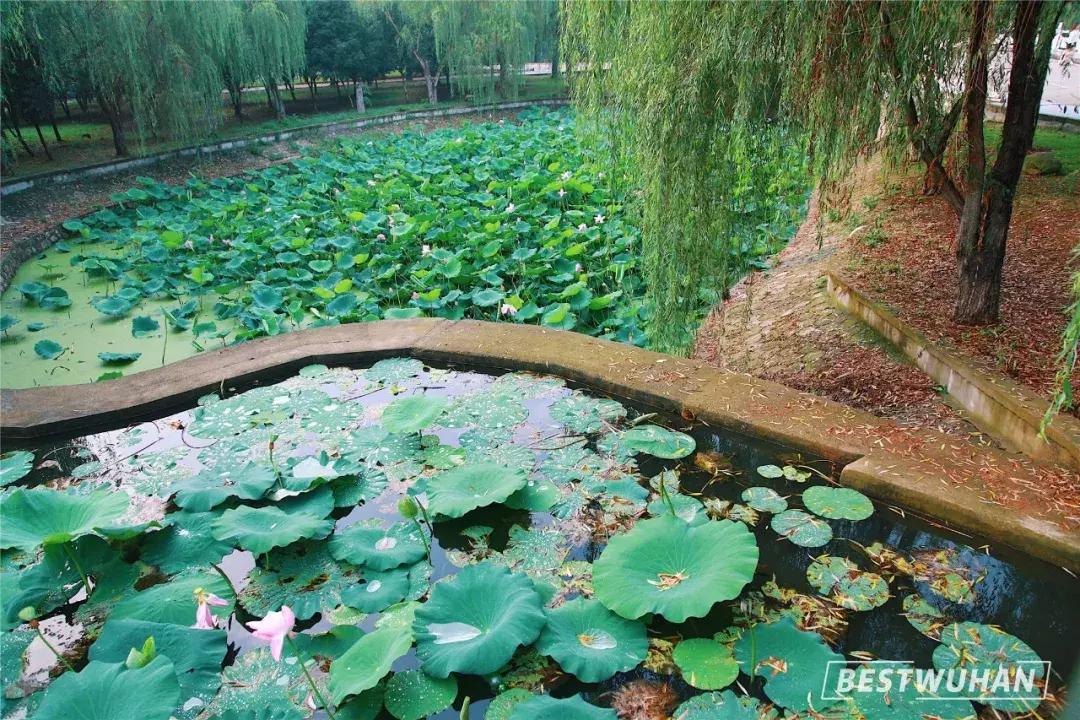 奔波一下午，给你展现最好的武汉东湖学院