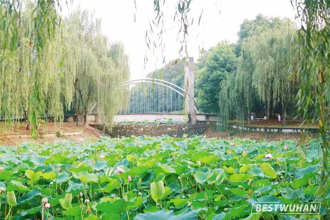 奔波一下午，给你展现最好的武汉东湖学院