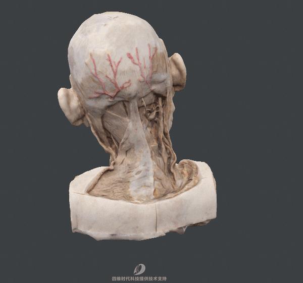 100多块钱的印度药,四万块钱的正品药