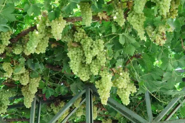 龙泰号专列什么时候发车,龙泰号旅游专列抵达阿勒泰