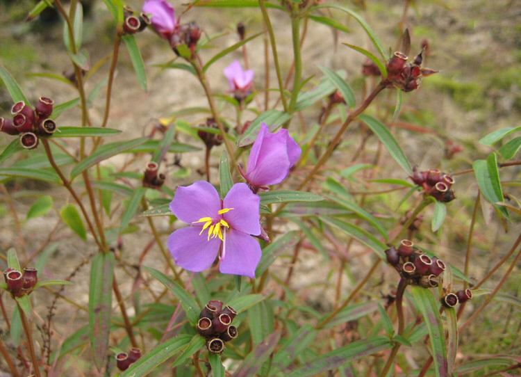 天香炉功效,中药材天香炉