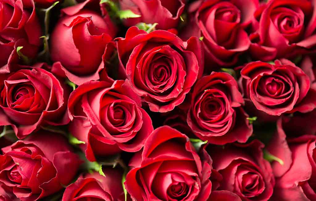 怎么让玫瑰花束活的时间长一些,玫瑰花束怎么保存让它活久一点