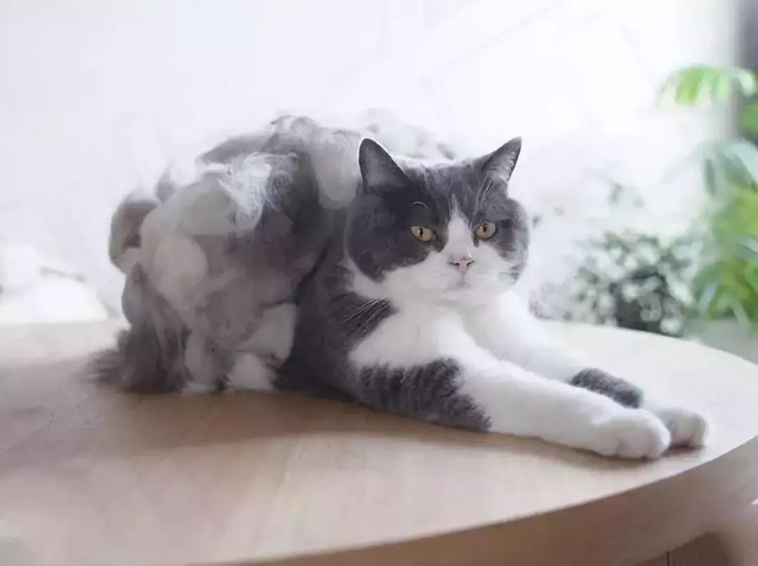 新手养猫需要注意这3点,新手养猫要注意的事项