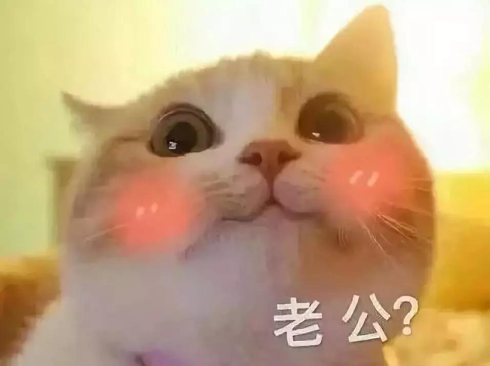 新手养猫需要注意这3点,新手养猫要注意的事项