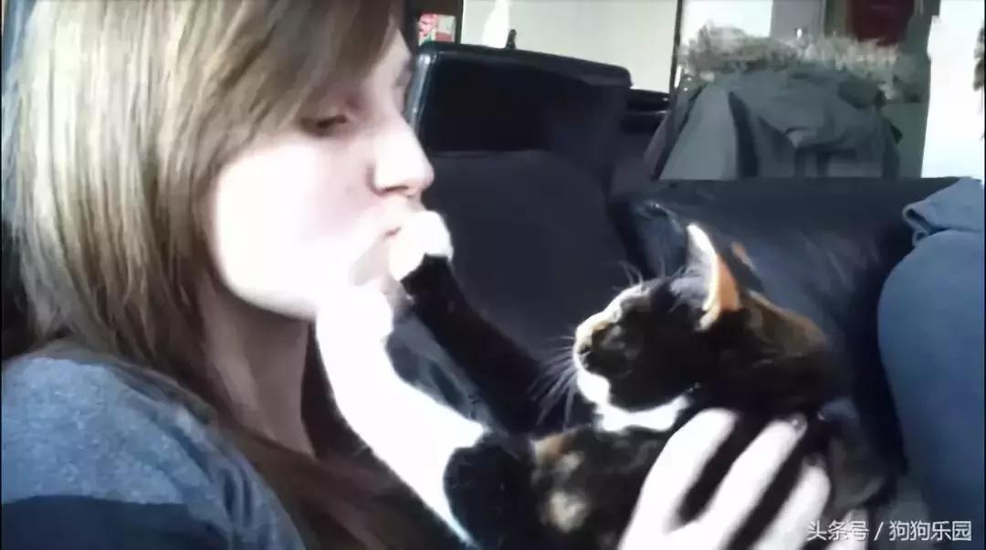 新手养猫需要注意这3点,新手养猫要注意的事项