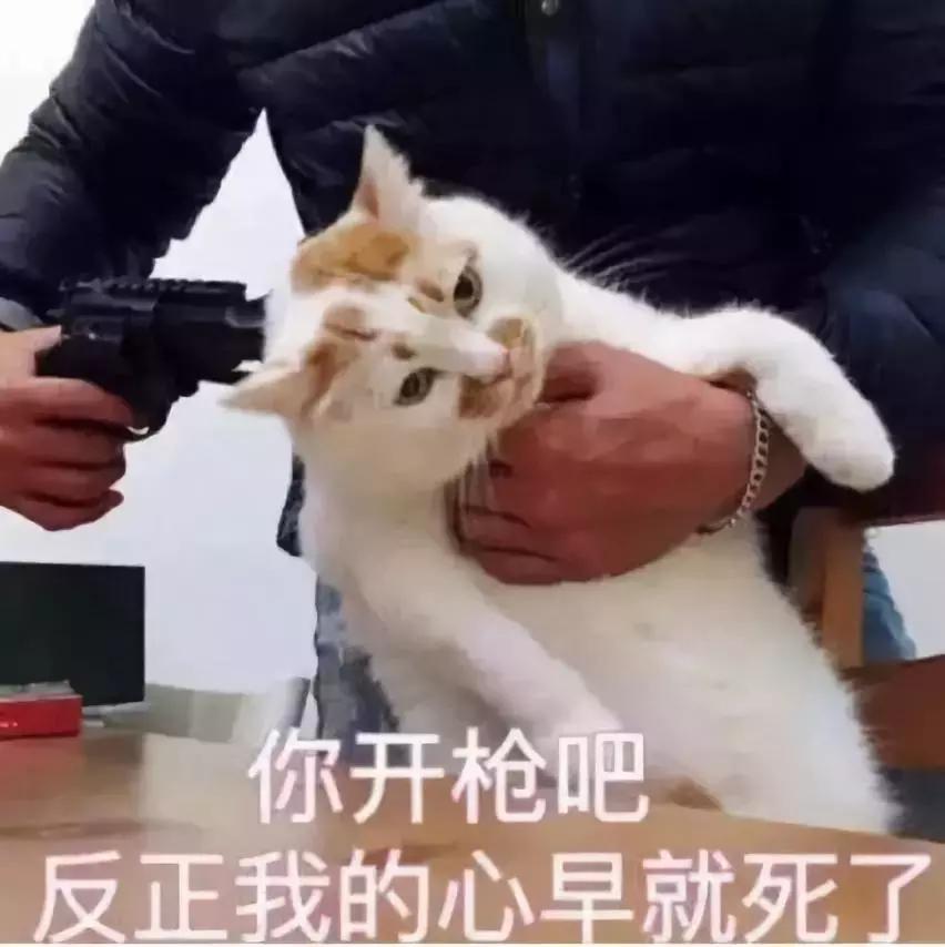 新手养猫需要注意这3点,新手养猫要注意的事项