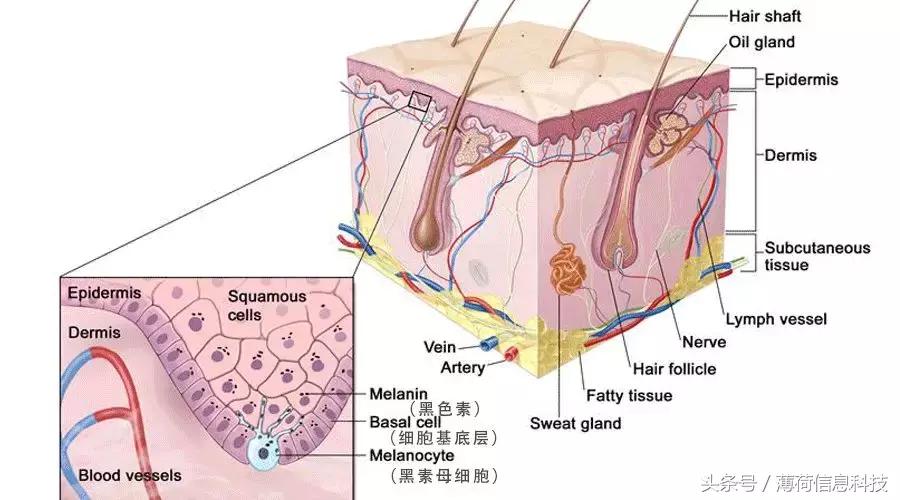 简单又靠谱的美白方法,美白小技巧早晚都行