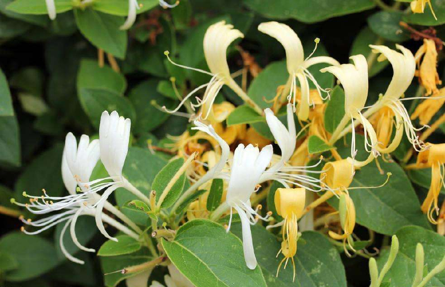 金银花一蒂二花，状如雄雌相伴，又似鸳鸯对舞，故有鸳鸯藤之称