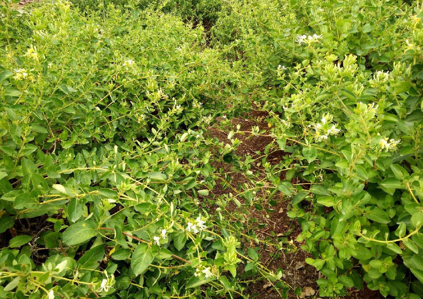 金银花一蒂二花，状如雄雌相伴，又似鸳鸯对舞，故有鸳鸯藤之称