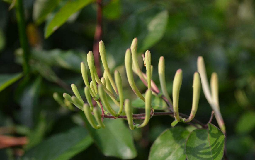 金银花一蒂二花，状如雄雌相伴，又似鸳鸯对舞，故有鸳鸯藤之称