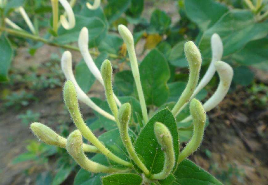 金银花一蒂二花，状如雄雌相伴，又似鸳鸯对舞，故有鸳鸯藤之称