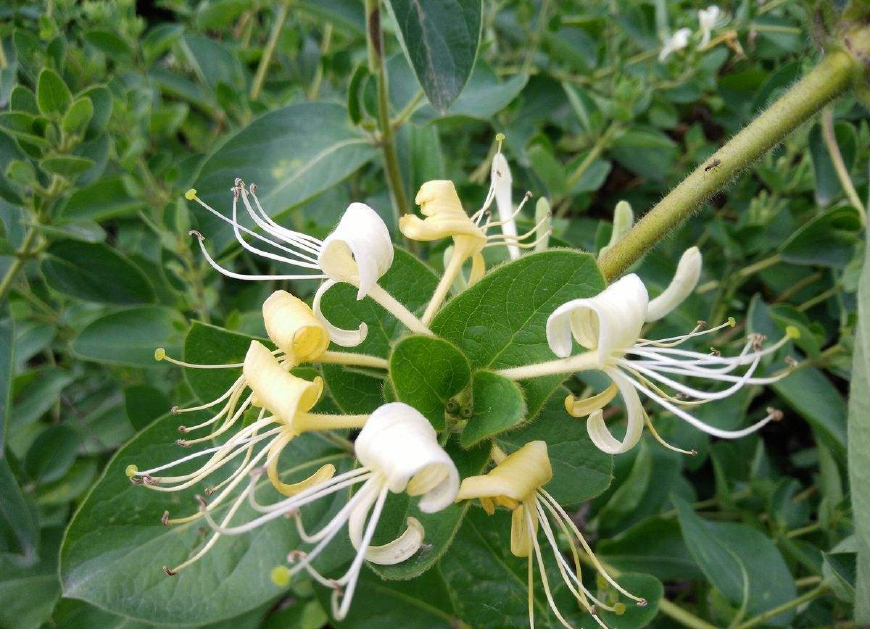 金银花一蒂二花，状如雄雌相伴，又似鸳鸯对舞，故有鸳鸯藤之称