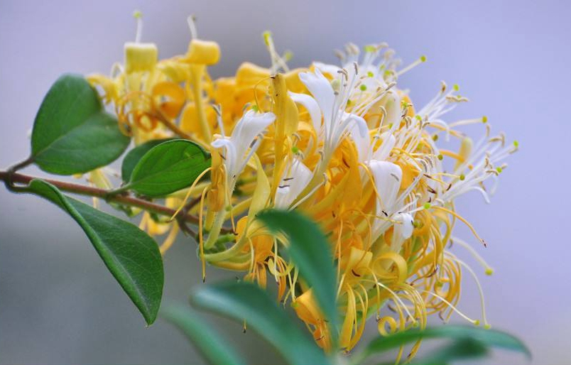 金银花一蒂二花，状如雄雌相伴，又似鸳鸯对舞，故有鸳鸯藤之称