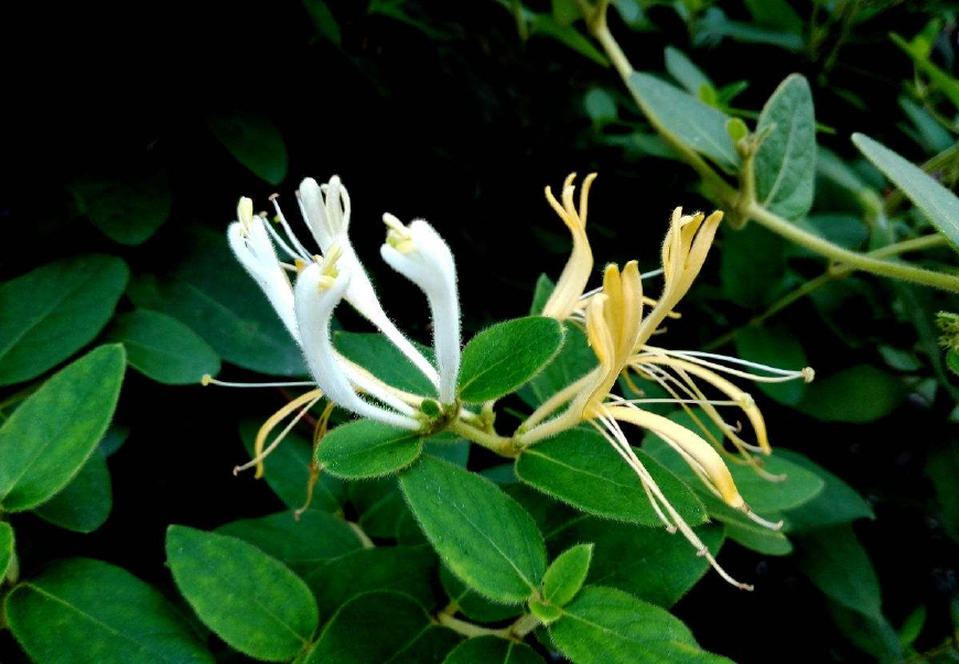 金银花一蒂二花，状如雄雌相伴，又似鸳鸯对舞，故有鸳鸯藤之称