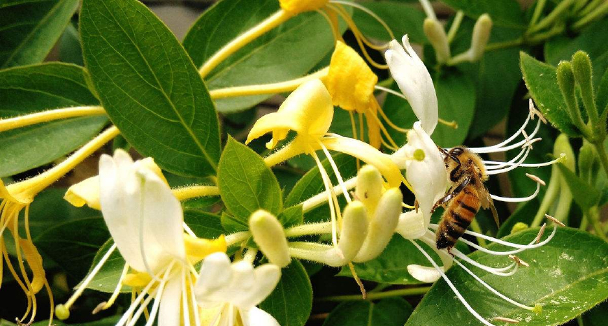 金银花一蒂二花，状如雄雌相伴，又似鸳鸯对舞，故有鸳鸯藤之称