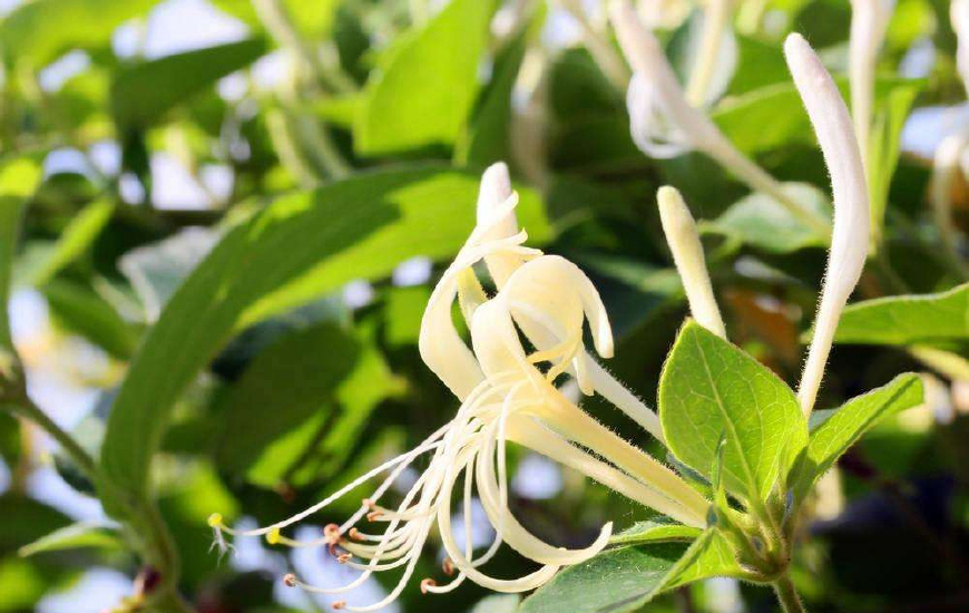 金银花一蒂二花，状如雄雌相伴，又似鸳鸯对舞，故有鸳鸯藤之称
