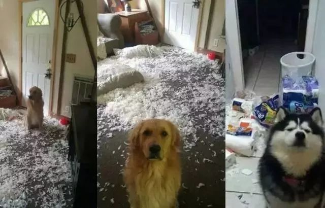 狗狗搞破坏是给主人引起注意吗,怎么阻止狗狗在家搞破坏